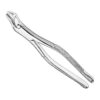 Extracting forceps, american patt.