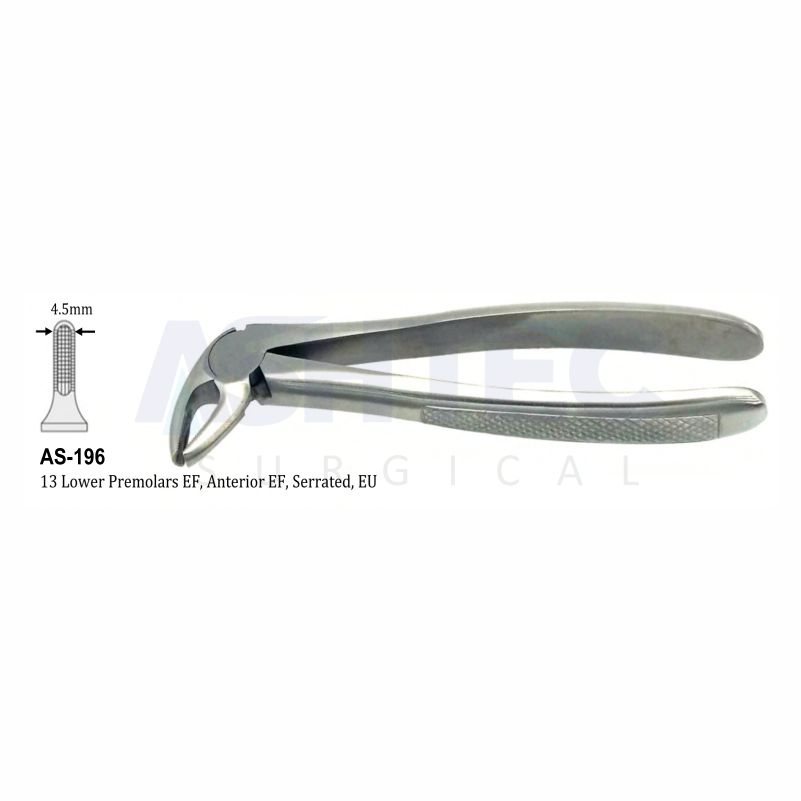 13 Lower Premolars EF, Anterior EF, Serrated, EU